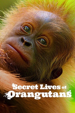 Secret Lives of Orangutans (2024) NF WEB-DL Dual Audio {Hindi-English}